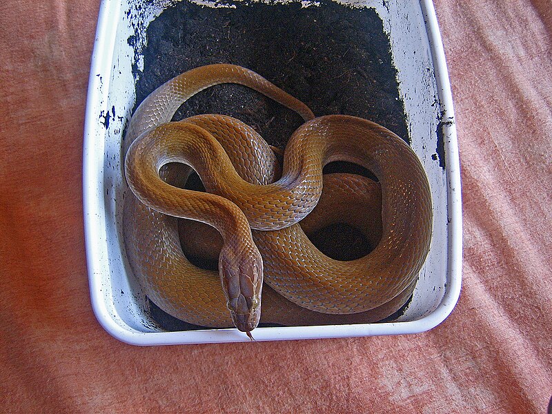 Patternless House Snake