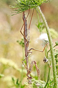 Archimantis latistyla at Mantis, by Fir0002