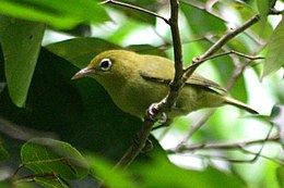 Description de l'image Louisiade white-eye.jpg.