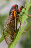 Linnaeus gave the name Cicada septendecim to an insect whose adult appears once in 17 years. Magicicada septendecim female (Brood X) - journal.pone.0000892.g003A.png