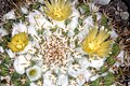 Mammillaria lindsayi