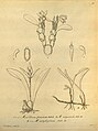 Maxillaria praetexta - Maxillaria virguncula - Maxillaria notylioglossa - Xenia 1 pl. 
 10 (1858). 
 jpg