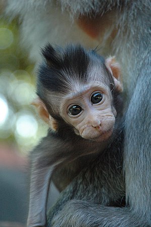 Monkey in Bali, Indonesia