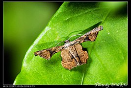 マルバネフタオ Monobolodes prunaria, 台湾