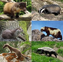 Mustelidae-01.jpg