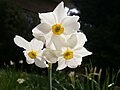 Narcissus × medioluteus with three flowers