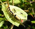 White-marked tussock moth