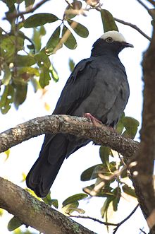 Patagioenas leucocephala -West Kendall, Miami, Florida, USA-8.jpg