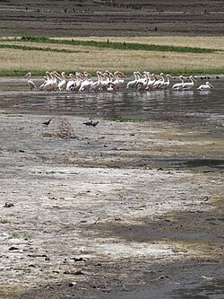 Pelicans and Salted Grass.jpg