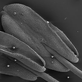 Imagem de microscopia electrónica de varredura das anteras de Penta lanceolata, com grãos de pólen na superfície.