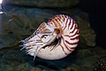 Nautilus pompilius (live)