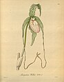 Фрагмипедиум Варшевича. «Xenia Orchidacea», vol. 2, tab. 181. 1874.