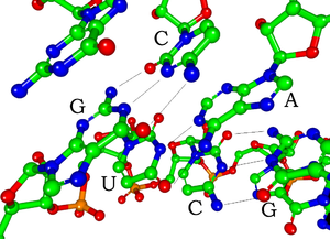 Structure showing the basepairing of 5'-GUC-3'...