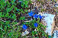 Gentiana orbicularis - VZ