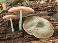 Pluteus americanus