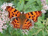 Polygonia c-album (comma) Adult, dorsal view.