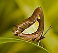 Common Nawab, Polyura athamas, charaxine Nymphalid dari India.