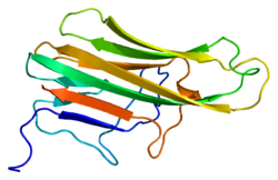 Protein CD40LG PDB 1aly.png
