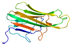 Протеин CD40LG PDB 1aly.png