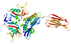 Protein KLRK1 PDB 1hyr.png