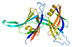 Белок PRKCD PDB 1bdy.png