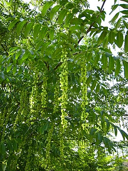 Kaukasiansiipipähkinä (Pterocarya fraxinifolia)