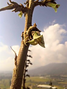 Puya bicolor