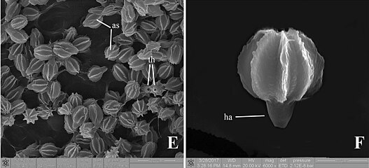 Bazydiospory Rhodactina rostratispora: ha – wyrostek wnęki, th – pora rostkowa, as – grzbiety ściany