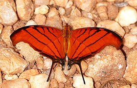 M. petreus pousada, fotografada em Mato Grosso, Brasil.