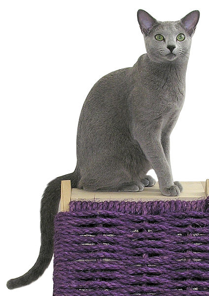 This is a Russian Blue: