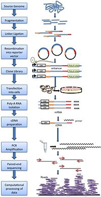 The methodology underlying a type of DNA sequencing STARR-seq Methodology.jpg