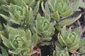 Saxifraga sedoides IMG 3283. jpg