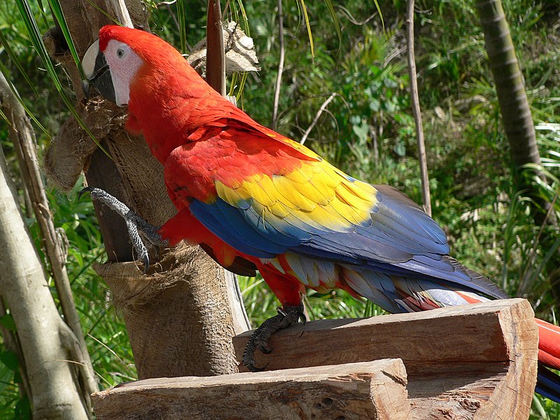 File:Scarlet Macaw (Ara macao) -raising leg.jpg