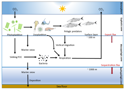 Central role of marine snow in the ocean carbon pump Schematic of the biological carbon pump.png