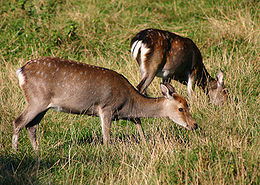 Dėmėtasis elnias (Cervus nippon)