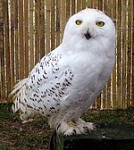 http://upload.wikimedia.org/wikipedia/commons/thumb/3/3a/Snowy.owl.overall.arp.750pix.jpg/150px-Snowy.owl.overall.arp.750pix.jpg