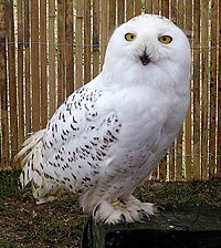 http://upload.wikimedia.org/wikipedia/commons/thumb/3/3a/Snowy.owl.overall.arp.750pix.jpg/200px-Snowy.owl.overall.arp.750pix.jpg