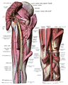 Innervation as seen from under the gluteus maximus.