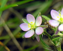 Rausvoji posmiltė (Spergularia rubra)