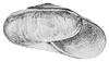 drawing of apertural view