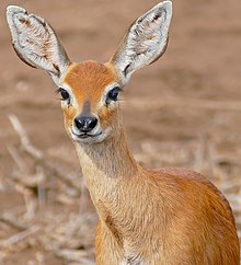 Steenbok (Raphicerus campestris) самка (33068039282) .jpg