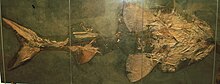 产自德国巴登-符腾堡州波西多尼亚页岩的兴登堡壮鲟（Strongylosteus hindenburgi）化石，藏于德国斯图加特国立自然博物馆