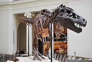 Sue the T-Rex at the Field Museum of Natural H...