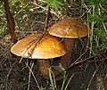 Miniatura para Suillus grevillei