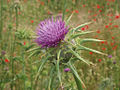 Silybum marianum