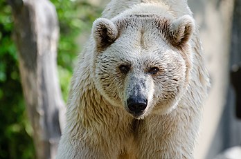 Un ours brun de Syrie, au zoo de Münster. (définition réelle 4 928 × 3 264)