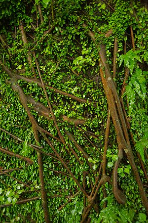 Retaining wall covered by vines