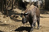 Mishmi Takin at National Kandawgyi Botanical Gardens in Pyin Oo Lwin, Myanmar