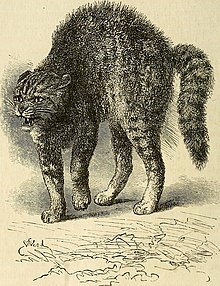 Cat's response to a fear inducing stimulus. The expression of the emotions in man and animals (1872) (14586975300).jpg