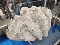 Tridacna gigas al Museo civico di storia naturale di Milano, uno degli esemplari di maggior mole al mondo e il maggiore in Italia.